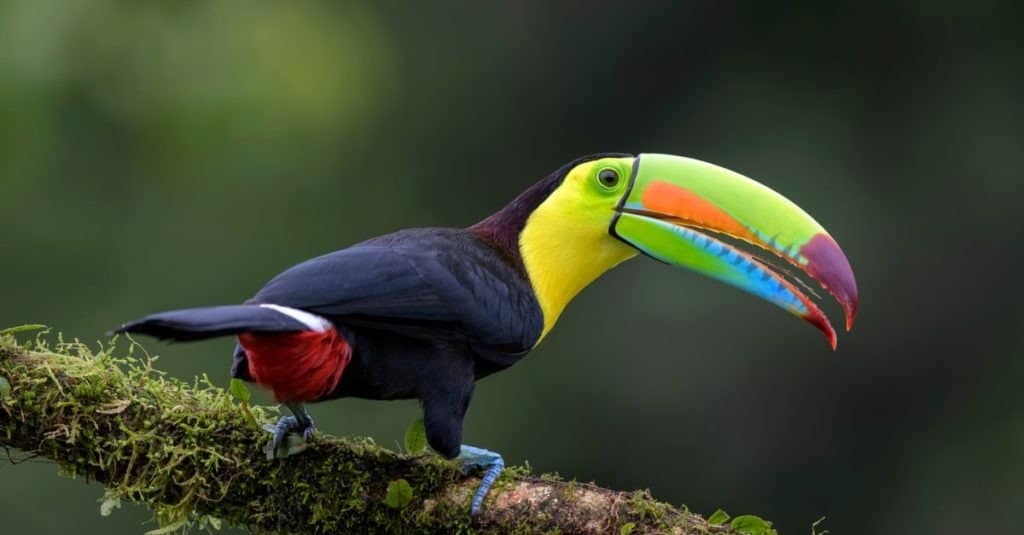 Keel-billed Toucan - Ramphastos sulfuratus, large colorful toucan from Costa Rica forest