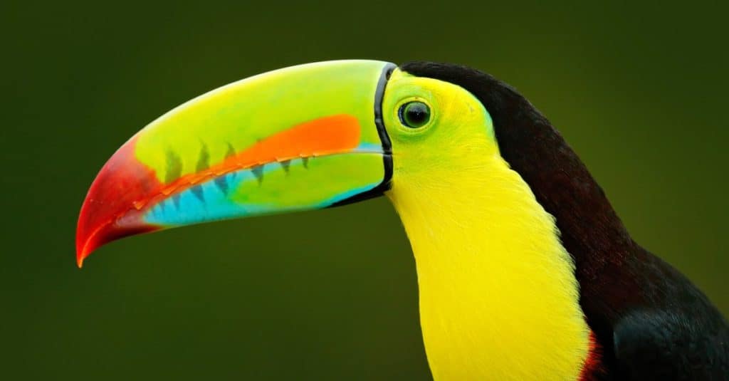 Detail portrait of Keel-billed Toucan. Beautiful bird with big beak.