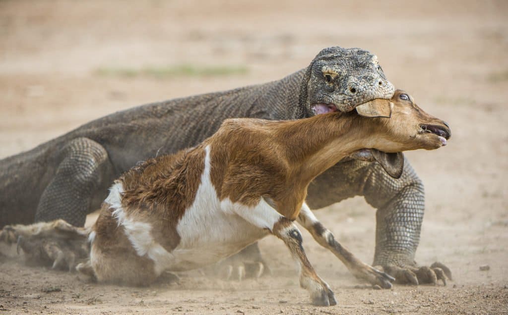 Komodo dragon hunting