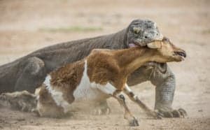 Komodo Dragon vs Bear: Who Would Win in a Fight? Picture