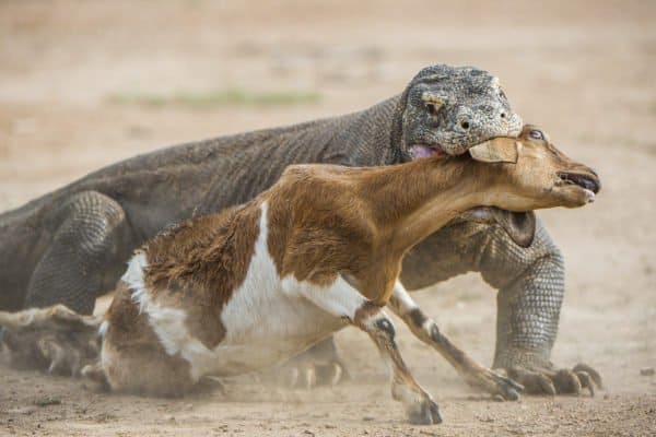 A Komodo dragon hunts its prey