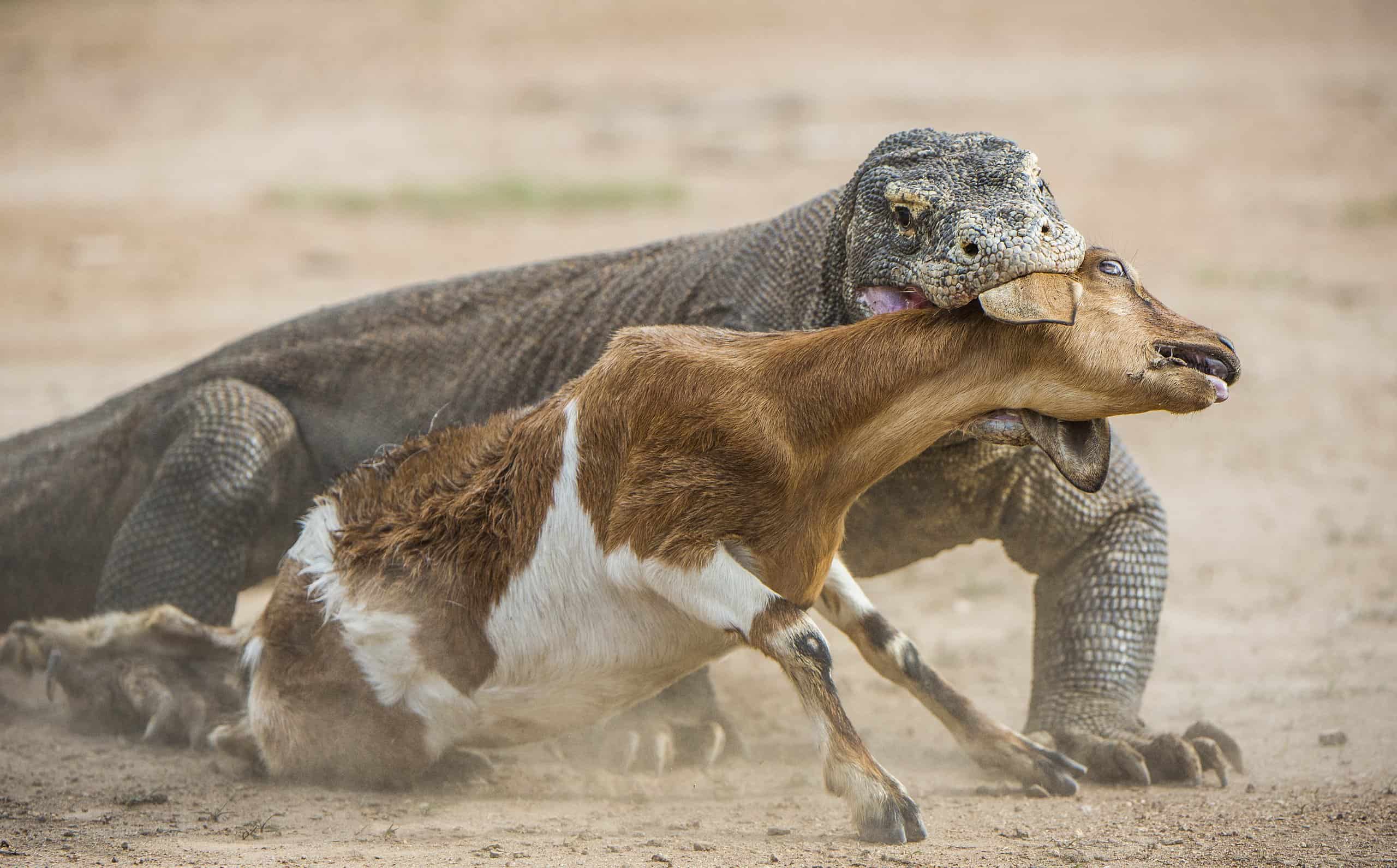 Watch A Mighty Buffalo Fearlessly Expel Komodo Dragons Trying To Attack ...