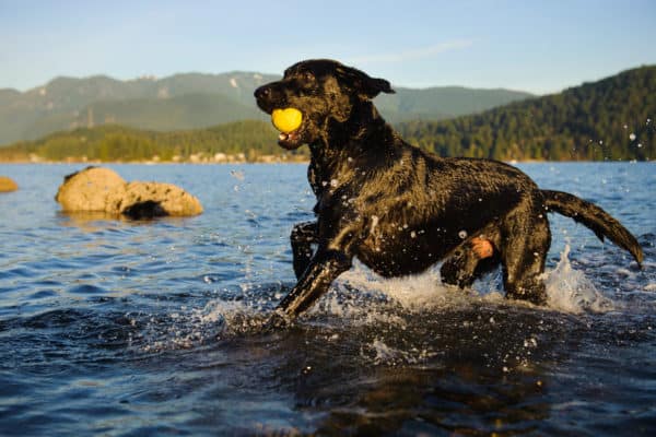 Labrador retrievers excel at some of the most difficult search and rescue tasks, including bomb detection, disaster recovery, and water recovery. 