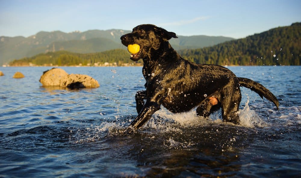 Labrador Retriever (Canis familiaris) - black lab with ball in water