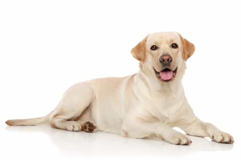 Labrador Retriever - yellow lab