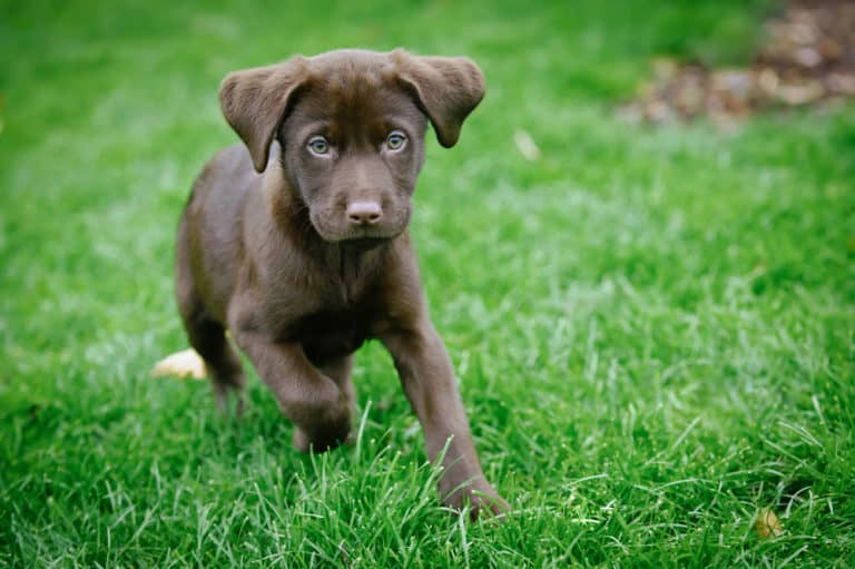 Labrador Retriever (Canis familiaris) - brown labrador puppy