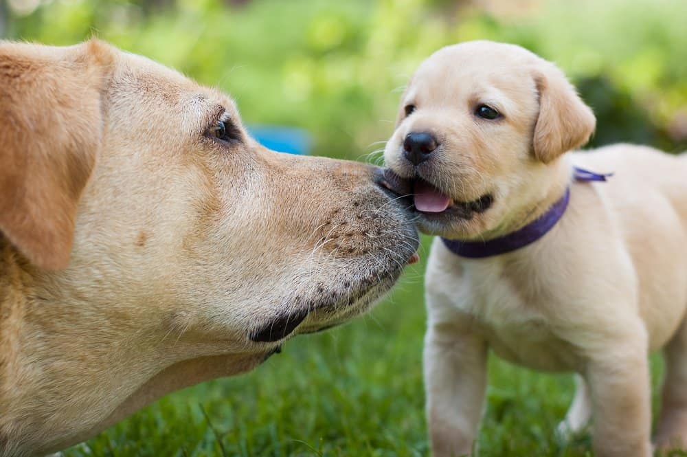 Labrador Retriever (Canis familiaris) - yellow labrador and puppy