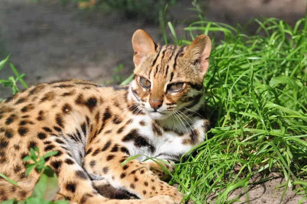 wild leopard cat