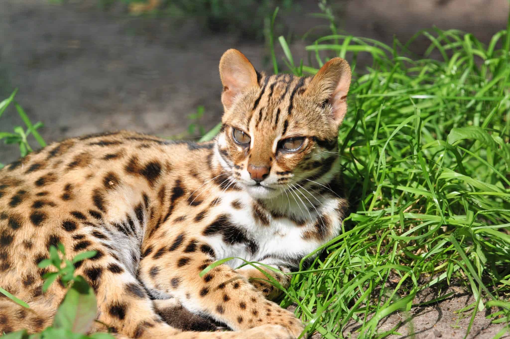 Leopard Cat Breed Complete Guide - AZ Animals