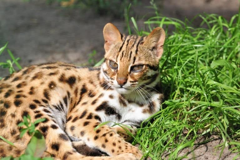 Resting Leopard cat