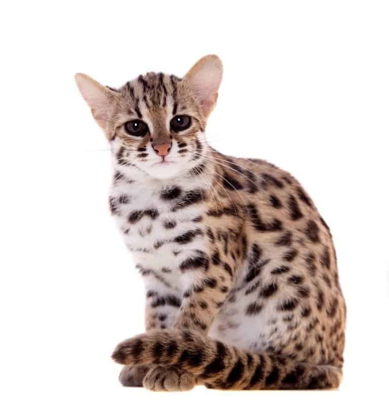 Leopard cat on white background