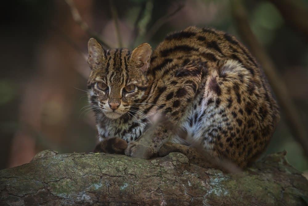 Leopard cat male close up in the nature