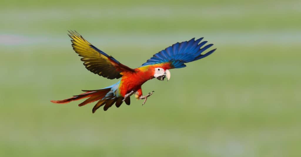 Macaw in flight