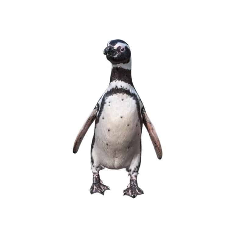 Magellanic penguin isolated on white background