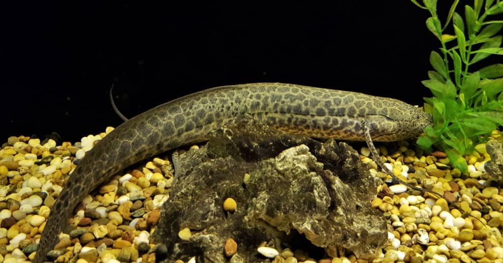 Animals of the Nile River - Marbled lungfish