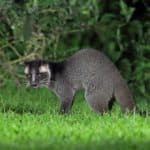 Masked palm civet