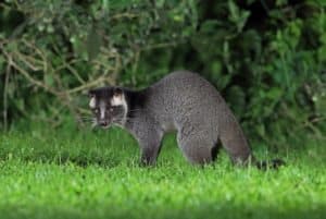 Masked palm civet under a tree