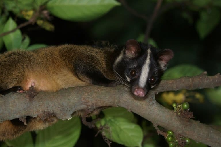 Masked palm civet in a tree