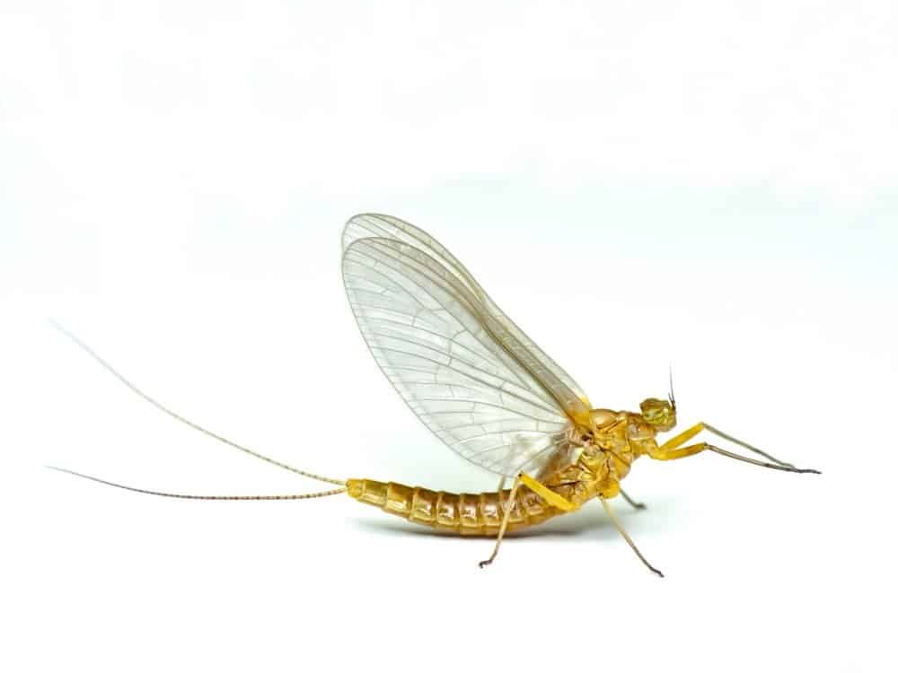 Mayfly (Ephemeroptera) - against white background