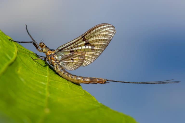 Mayfly (Ephemeroptera) - sitting on leaf