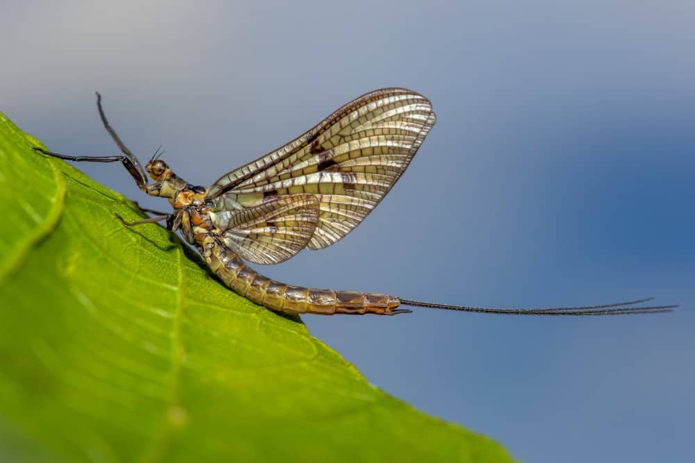 Mayfly (Ephemeroptera) - sitting on leaf