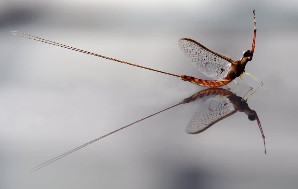 Mayfly (Ephemeroptera) - reflection on water