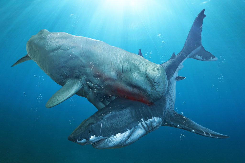 Megalodon vs. Livyatan