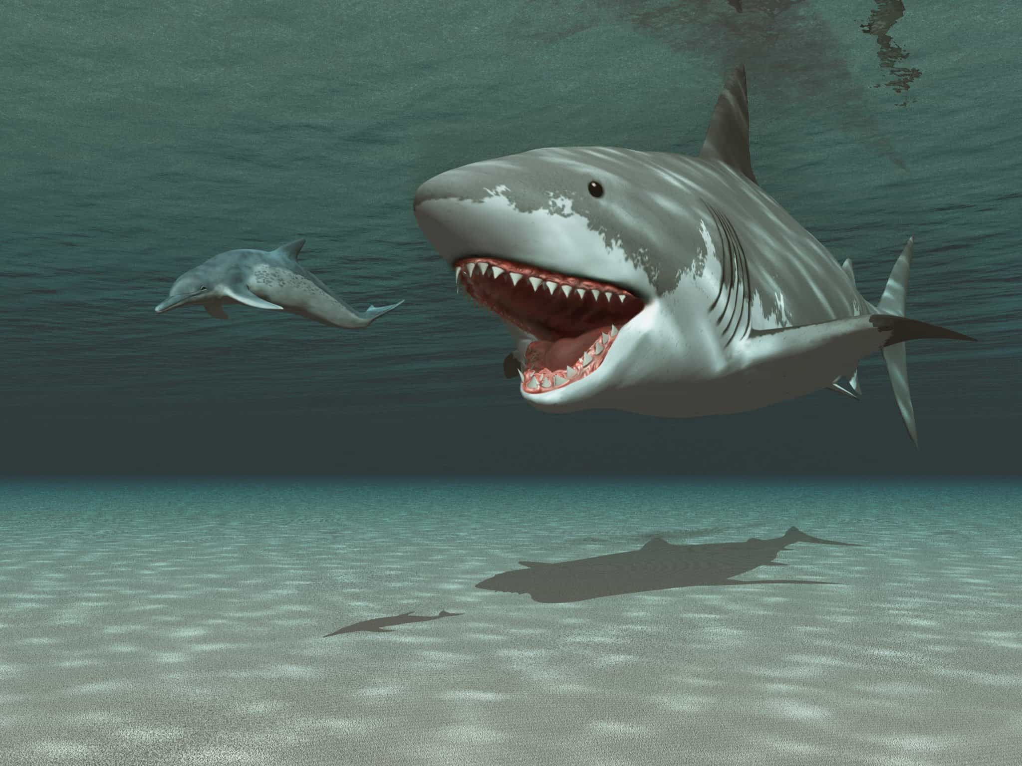 Megalodon vs Great White: Who Would Win in a Fight? - A-Z Animals