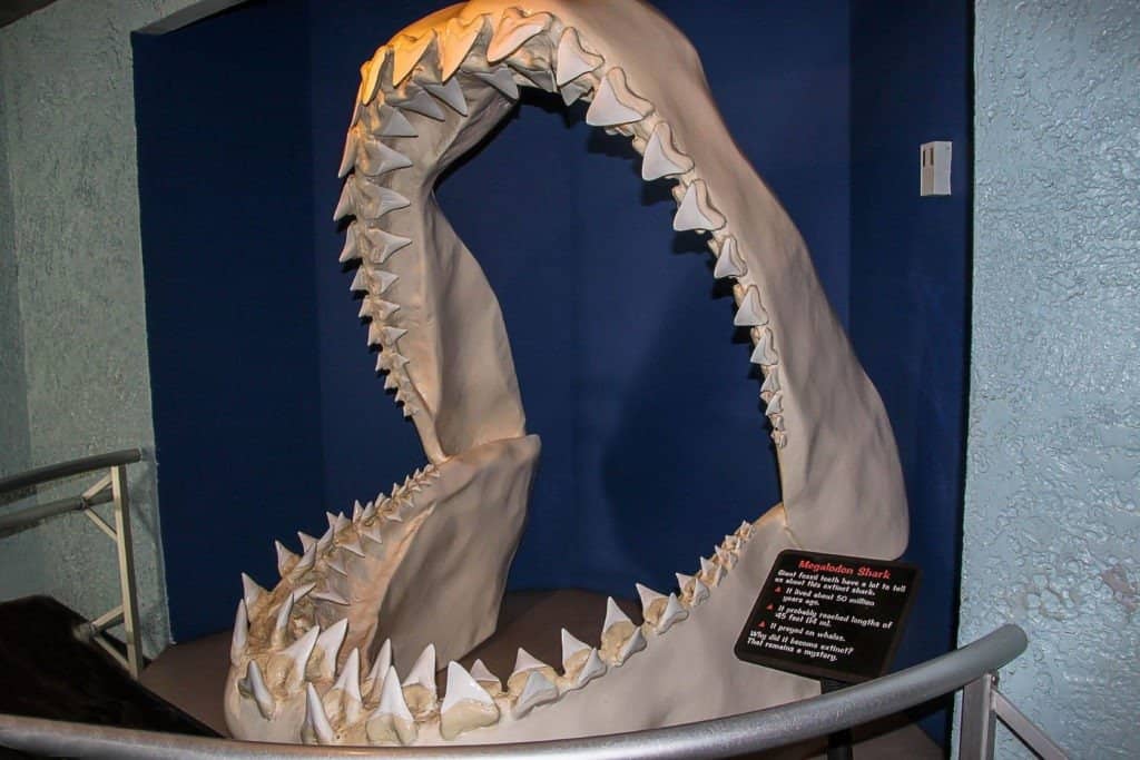 blue whale size comparison to megalodon