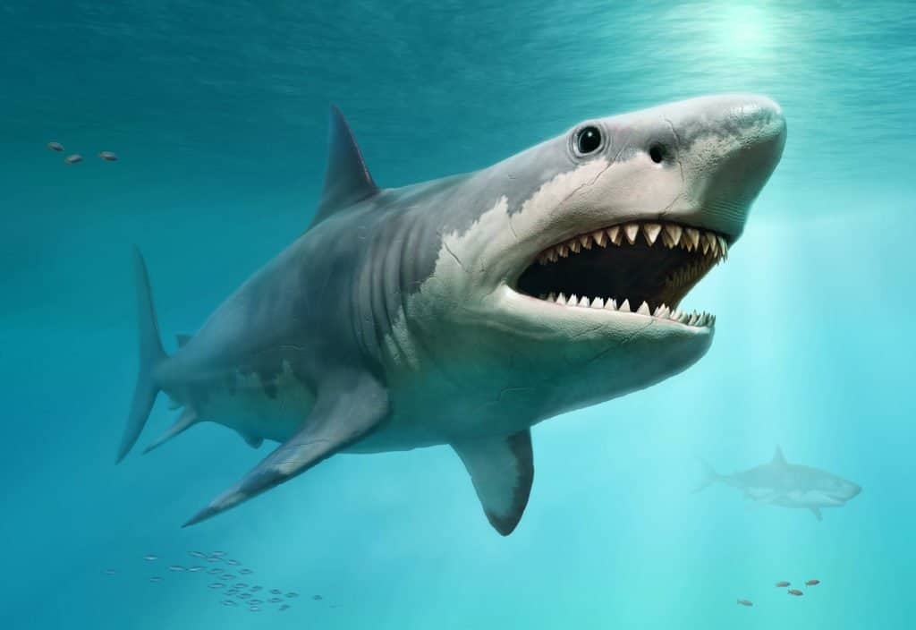 Megalodon (Carcharocles megalodon)