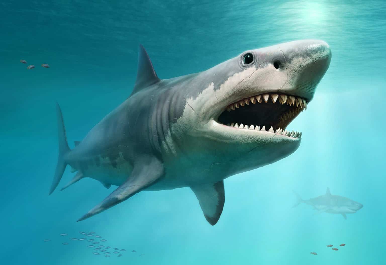 Livyatan Vs Megalodon: Who Would Win in a Fight of Two Ancient Sea ...