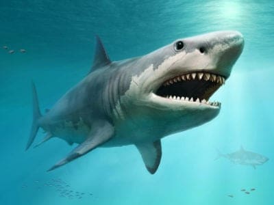 A Megalodon