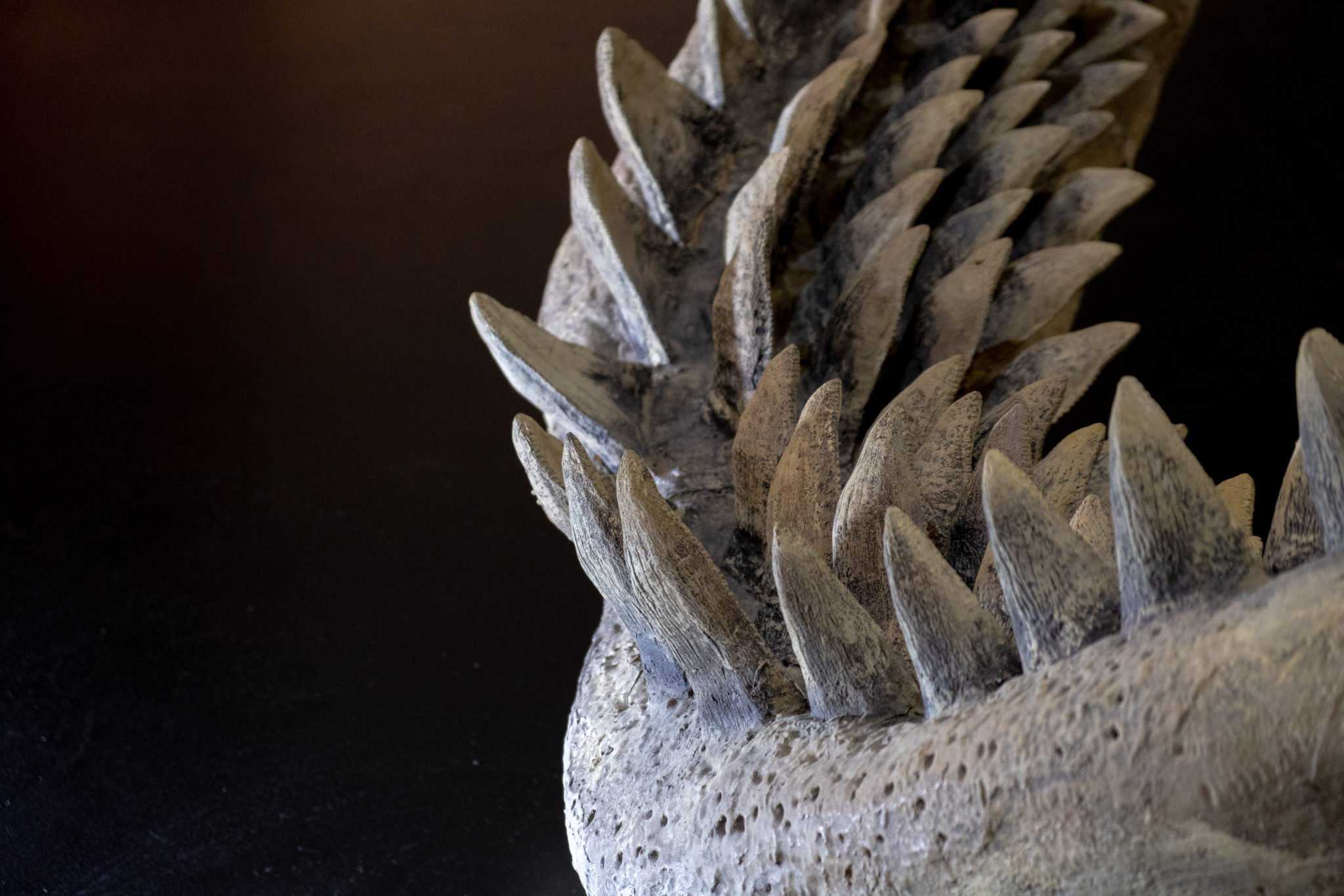 Megalodon Teeth: Everything You Need to Know - A-Z Animals