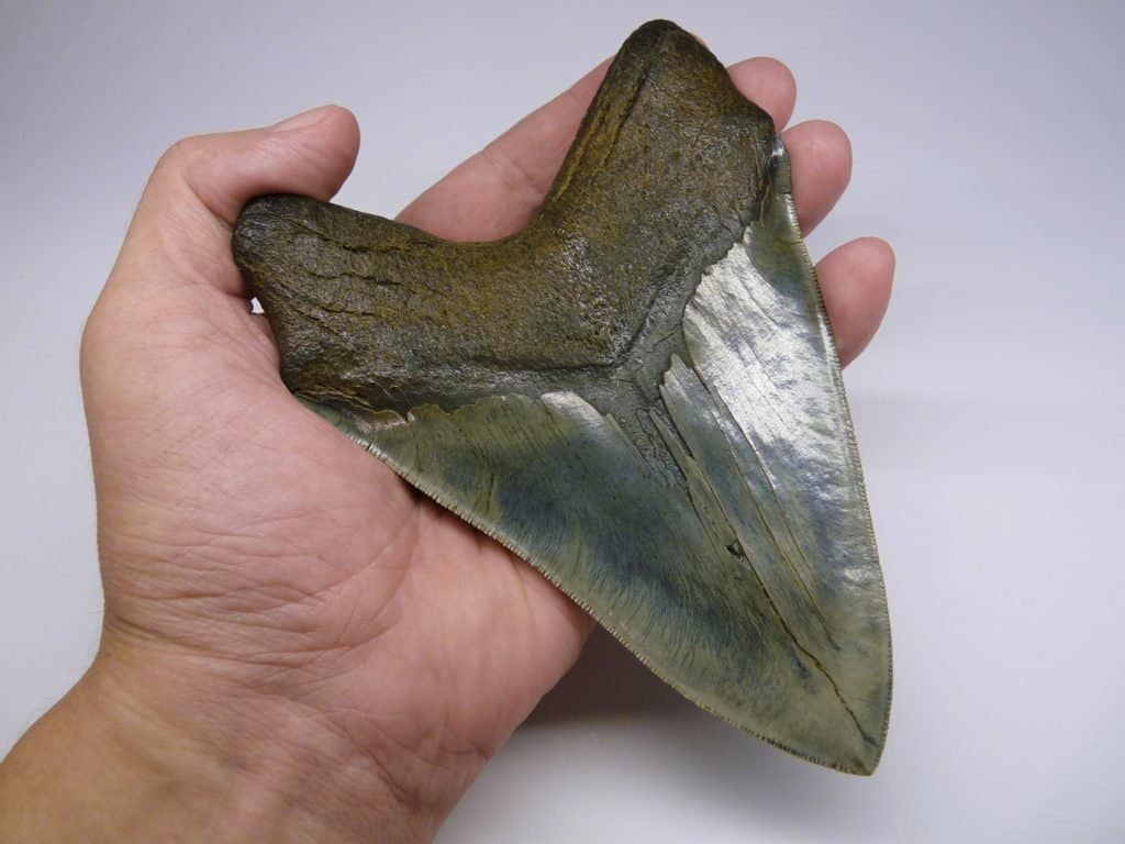 Megalodon tooth