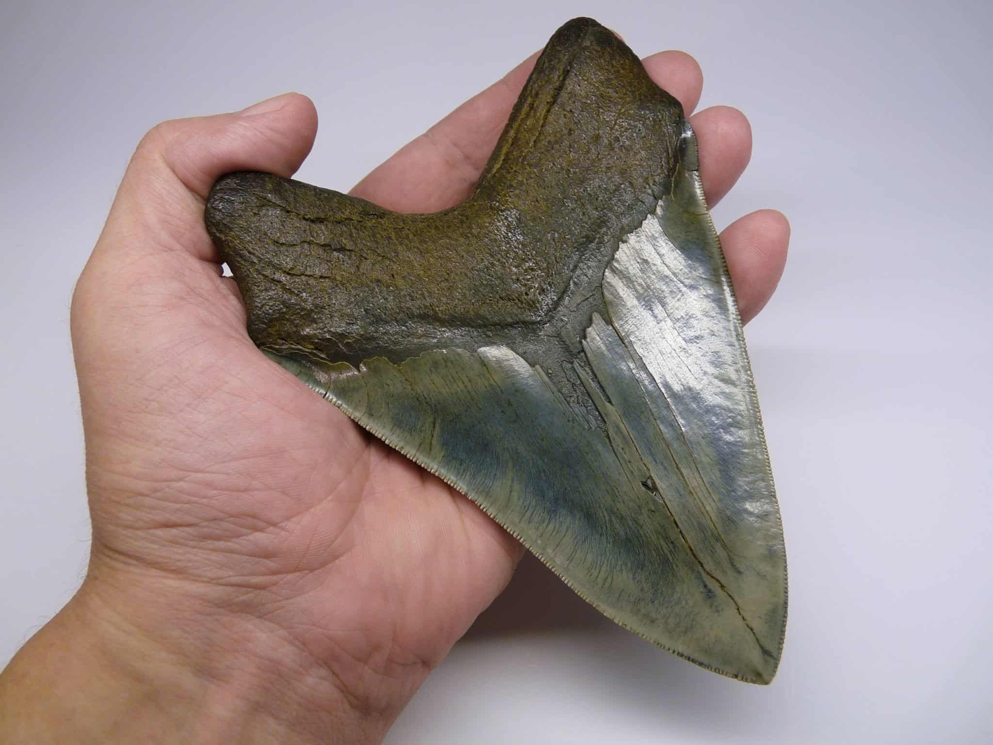 Are There Megalodons Still Alive in the Mariana Trench? - A-Z Animals