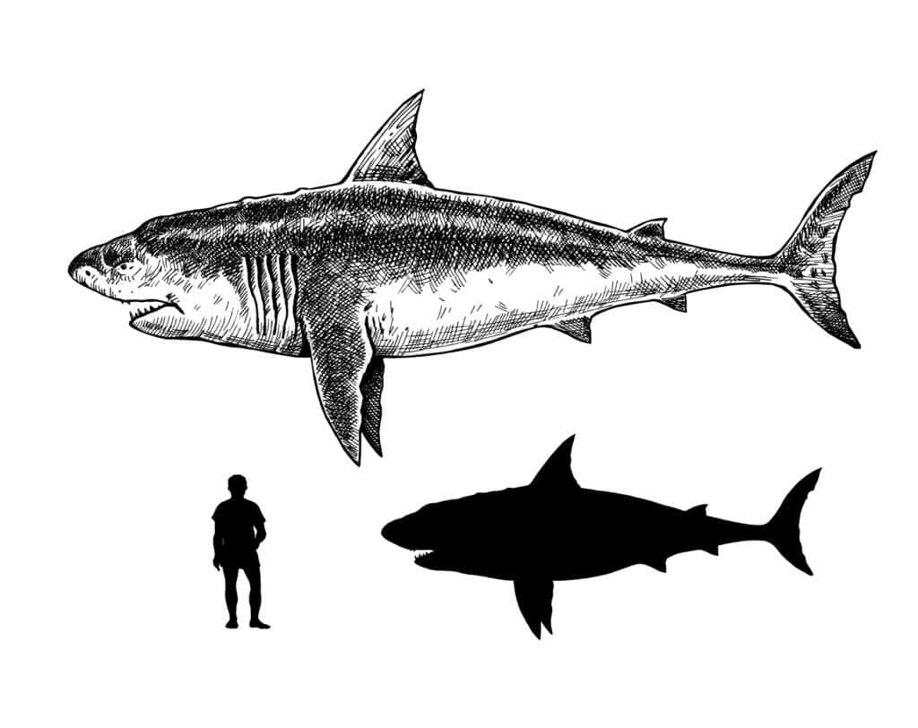 megalodon size comparison to great white