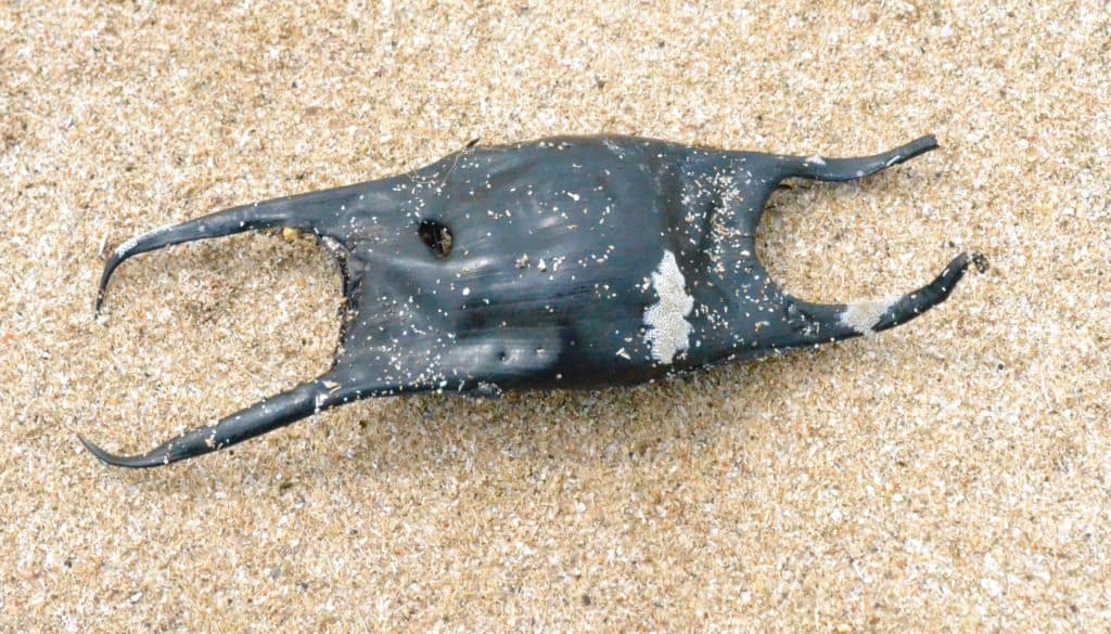 Skate Fish Mermaid Pouch