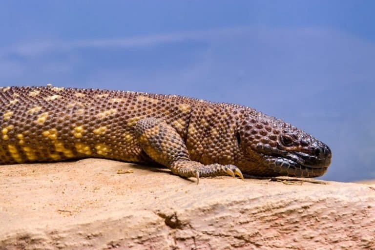 10 Most Venomous Animals - The Mexican beaded lizard, one of the two species of venomous beaded lizards found principally in Mexico and southern Guatemala