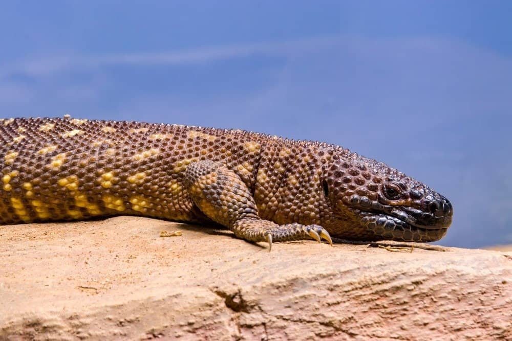 Most Poisonous Lizard In The World - Lela Shawna