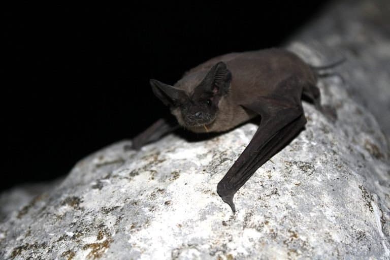 Mexican Free-tailed Bat on a rock
