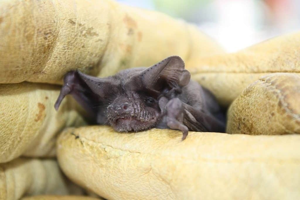 Mexican Free-tailed Bat held by a researcher