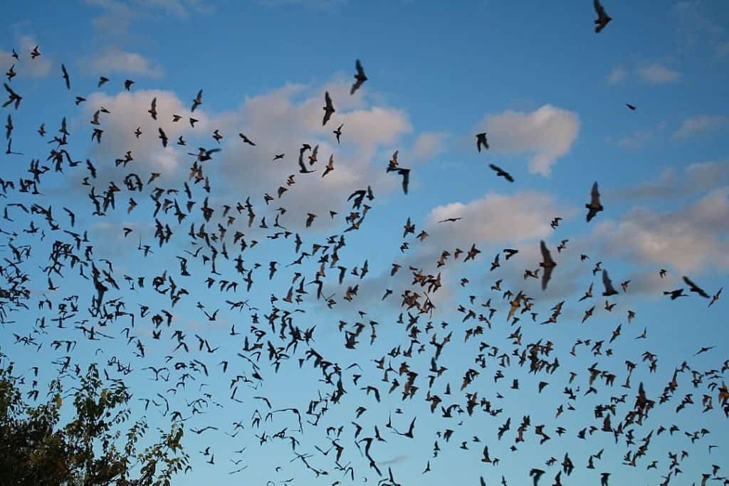 Mexican free-tailed bats exiting Bracken Bat Cave