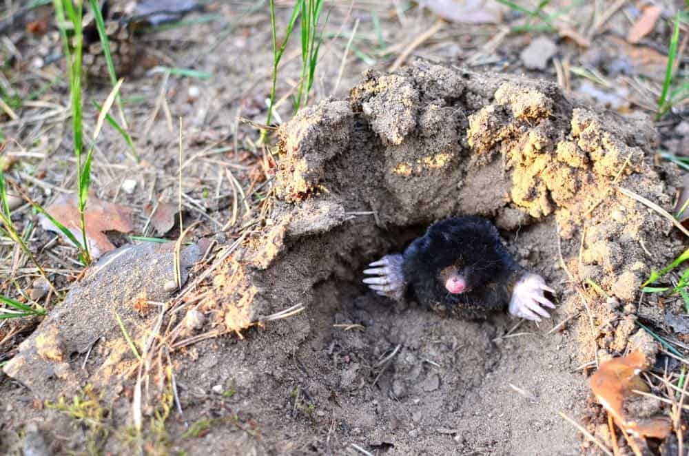 mole emerging from underground