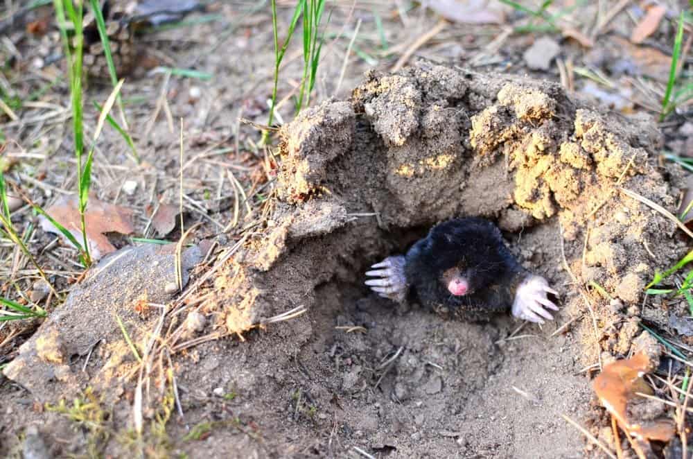 Mole Animal Facts Talpidae AZ Animals