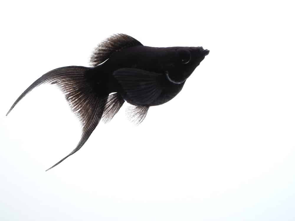 Molly (Poecilia sphenops) - black molly fish