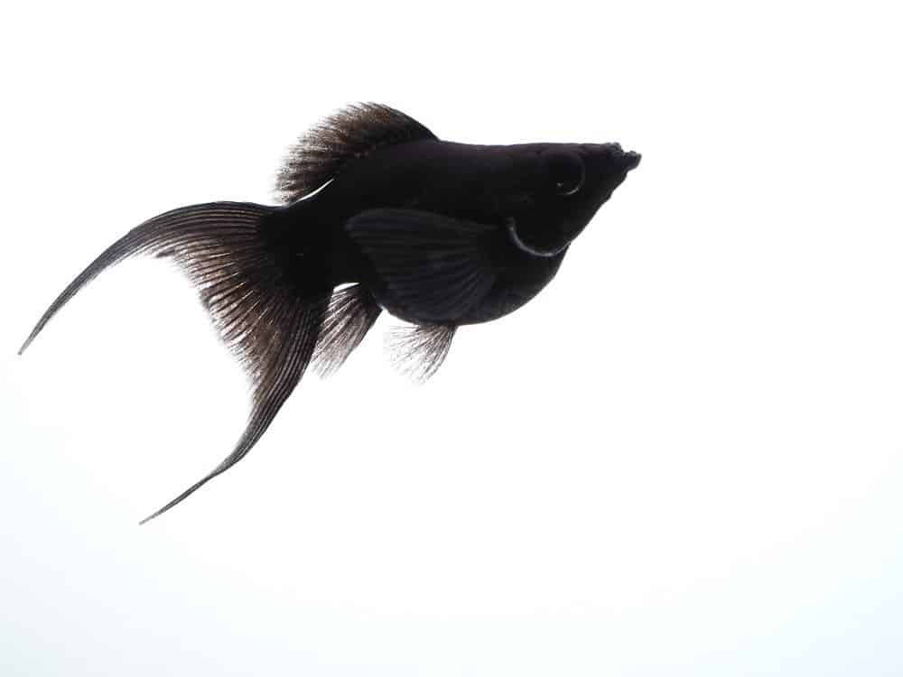 10 Black Freshwater Fish Perfect for Your Aquarium - AZ Animals