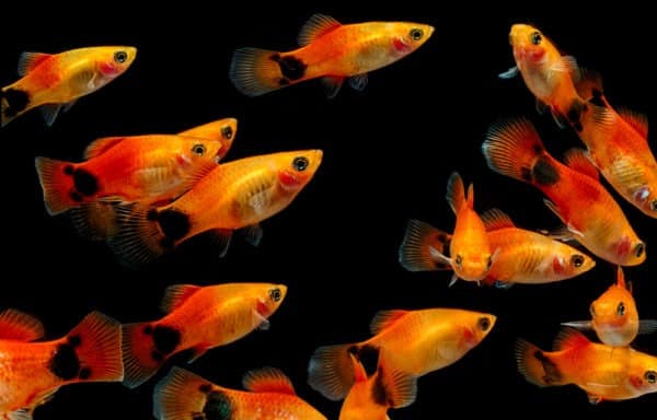 13 Types Of Molly Fish With Pictures - A-Z Animals