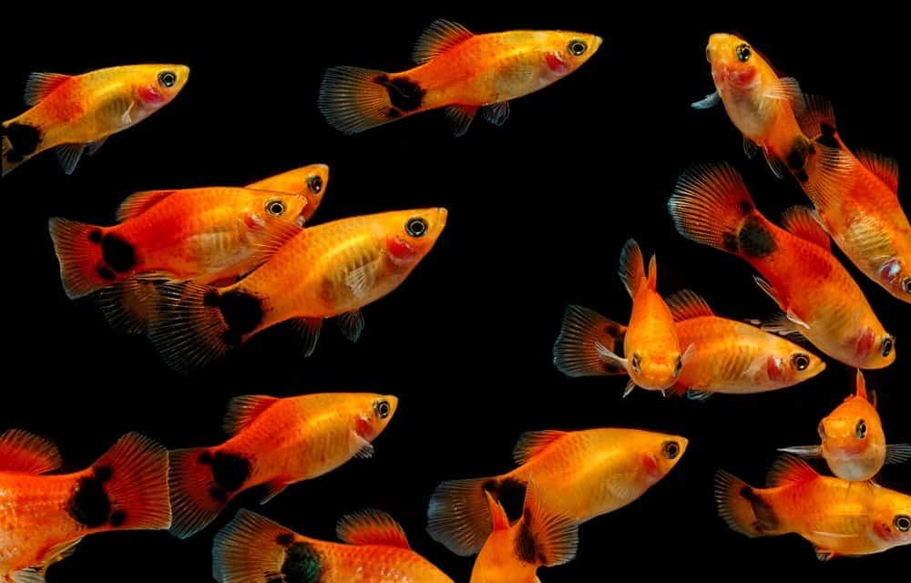 list types of molly fish