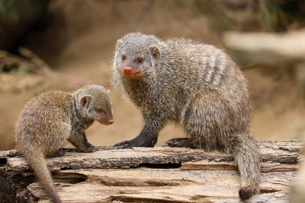 Mongoose (Helogale Parvula) - and baby