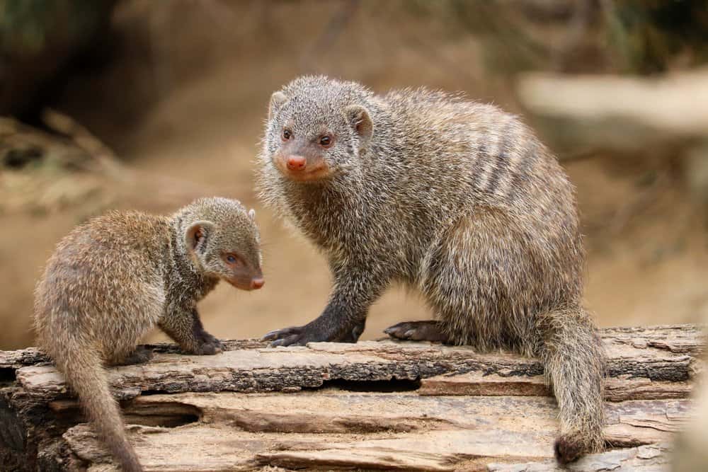 mongoose fighting a snake